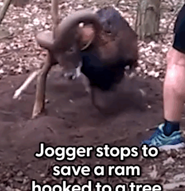 He was spinning around in circles — so the jogger had to be SO careful 💛 Footage provided by @viralhog_part2