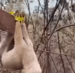 This Story break my heart __puppyrescue _straydog _dogrescue #dog #resccue #dogrescue #animal #straydog #humanity #puppyrescue #puppylove._part2