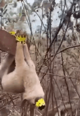 This Story break my heart __puppyrescue _straydog _dogrescue #dog #resccue #dogrescue #animal #straydog #humanity #puppyrescue #puppylove._part2