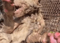 this is the baby which I have managed to rescue and now is taking his shower_part2