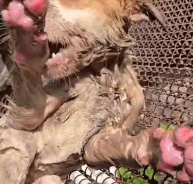 this is the baby which I have managed to rescue and now is taking his shower_part2