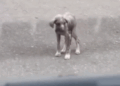 rescue of an abandoned dog in the middle of the street❤️_part1