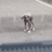 rescue of an abandoned dog in the middle of the street❤️_part1