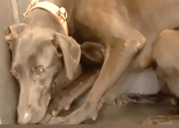 Rescue a puppy that has been abused for a long time and has developed severe psychological shadows_part2