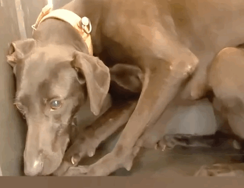 Rescue a puppy that has been abused for a long time and has developed severe psychological shadows_part2