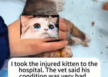 part2.Animals Rescue #dogrescue #rescuedog #dogsofttiktok #foryoupage #foryou #dogs