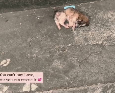 You can’t buy love, but you can rescue it_part2