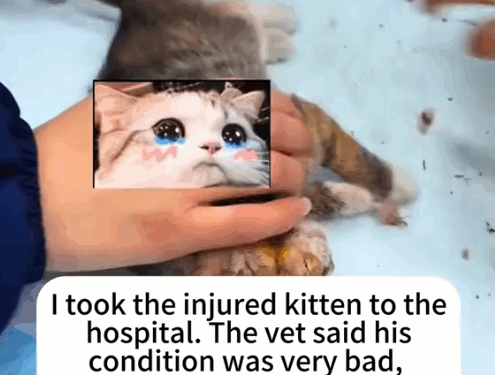 part2.Animals Rescue #dogrescue #rescuedog #dogsofttiktok #foryoupage #foryou #dogs