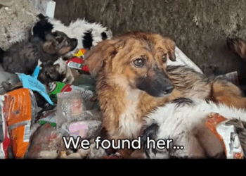 We Found Them in the Garbage… and Gave Them a Home._part2