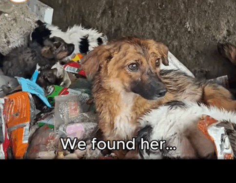 We Found Them in the Garbage… and Gave Them a Home._part2