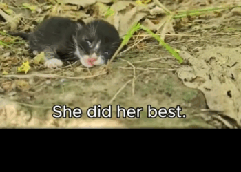 We Found a Family Living in Rubble… And Gave Them a Real Home._part2