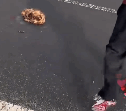 Urgently rescue the puppy injured by car collision until she recovers her health_part2