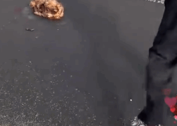 Part2. Animals Rescue #dogrescue #rescuedog #dogsofttiktok #foryoupage #foryou #dogs