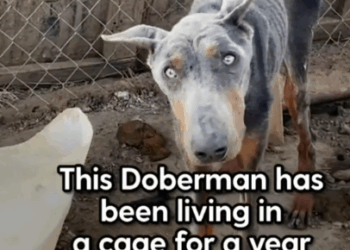 rescue of a dog abandoned in a pen without food and badly treated_part1