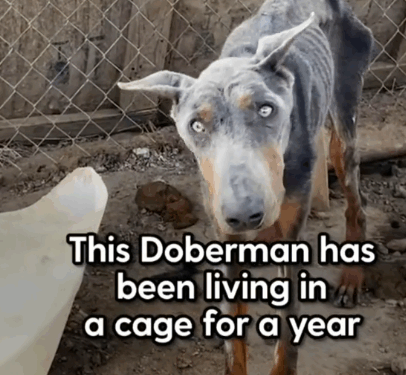 rescue of a dog abandoned in a pen without food and badly treated_part1