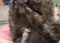 The arrow-pierced stray cat#cat #cats #catsoftiktok #rescueanimals #rescuecat #straycat_part2