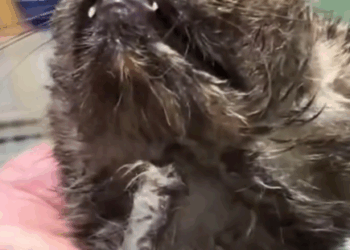 The arrow-pierced stray cat#cat #cats #catsoftiktok #rescueanimals #rescuecat #straycat_part2