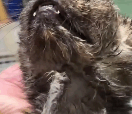 The arrow-pierced stray cat#cat #cats #catsoftiktok #rescueanimals #rescuecat #straycat_part2