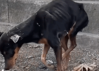 Her little happy hops are everything ❤️ Follow @Little Steps Matter Bali to learn more_part2