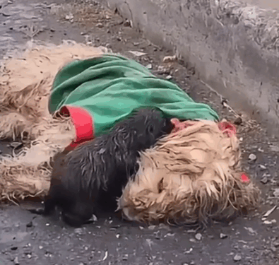 Part2.Animals Rescue #dogrescue #rescuedog #dogsofttiktok #foryoupage #foryou #dogs