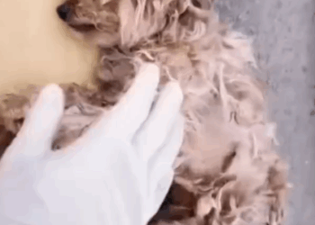 This Story break my heart __puppyrescue _straydog _dogrescue #dog #resccue #dogrescue #animal #straydog #humanity #puppyrescue #puppylove_part2