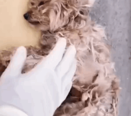 This Story break my heart __puppyrescue _straydog _dogrescue #dog #resccue #dogrescue #animal #straydog #humanity #puppyrescue #puppylove_part2