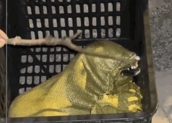 It’s too much. The puppy was tied up in a bag and trapped under the manhole cover_part2