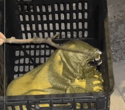 It’s too much. The puppy was tied up in a bag and trapped under the manhole cover_part2