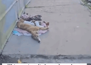 part2:Animals Rescue #dogrescue #rescuedog #dogsofttiktok #foryoupage #foryou #dogs