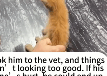 part2.Animals Rescue #dogrescue #rescuedog #dogsofttiktok #foryoupage #foryou #dogs