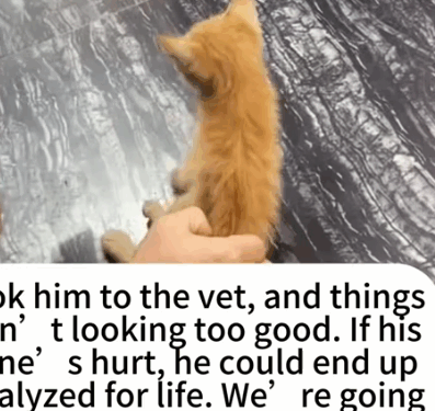 part2.Animals Rescue #dogrescue #rescuedog #dogsofttiktok #foryoupage #foryou #dogs