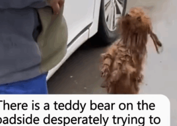 Will you lend a helping hand to dog with a strong desire for survival_part2