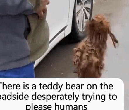 Will you lend a helping hand to dog with a strong desire for survival_part2