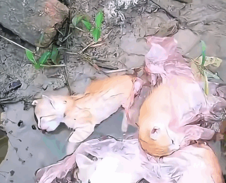 Saved the kitten that was thrown into the river 🐈 #rescueanimal #rescue #animals #rescuecat #cat_part2