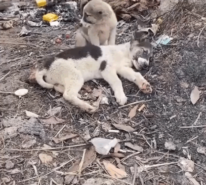 Part2.Animals Rescue #dogrescue #rescuedog #dogsofttiktok #foryoupage #foryou #dogs