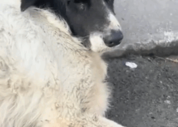 When Panda first came in he was battling for his life but today he has started running like a young puppy again. It’s_part2