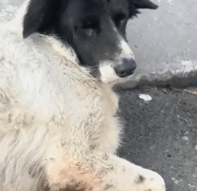 When Panda first came in he was battling for his life but today he has started running like a young puppy again. It’s_part2