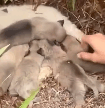 Part2. Animals Rescue #dogrescue #rescuedog #dogsofttiktok #foryoupage #foryou #dogs