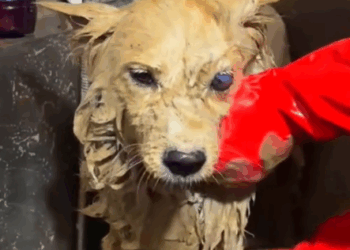 A kind young man rescued an abandoned dog and gave it a new home.#rescue #animal #rescuedog #animalsoftiktok #pupup #dogsoftiktok #puppytiktok #dog_part2