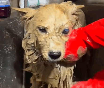 A kind young man rescued an abandoned dog and gave it a new home.#rescue #animal #rescuedog #animalsoftiktok #pupup #dogsoftiktok #puppytiktok #dog_part2
