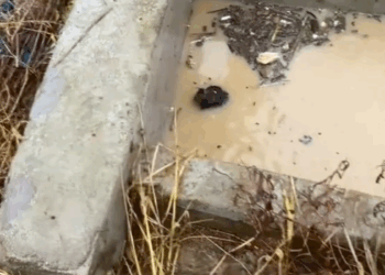 part2.Animals Rescue #dogrescue #rescuedog #dogsofttiktok #foryoupage #foryou #dogs