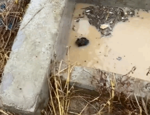 part2.Animals Rescue #dogrescue #rescuedog #dogsofttiktok #foryoupage #foryou #dogs