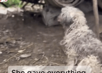 Abandoned With Broken Legs… Rescued With Open Arms._part2