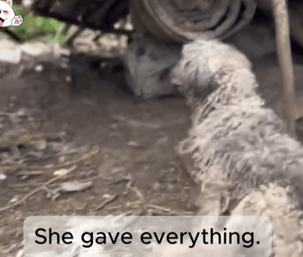 Abandoned With Broken Legs… Rescued With Open Arms._part2