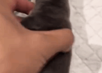 A kind man successfully saved a stiff little dog, and the dog’s second life began_part2