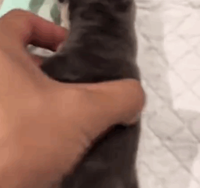 A kind man successfully saved a stiff little dog, and the dog’s second life began_part2