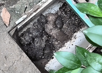 Part2. Animals Rescue #dogrescue #rescuedog #dogsofttiktok #foryoupage #foryou #dogs