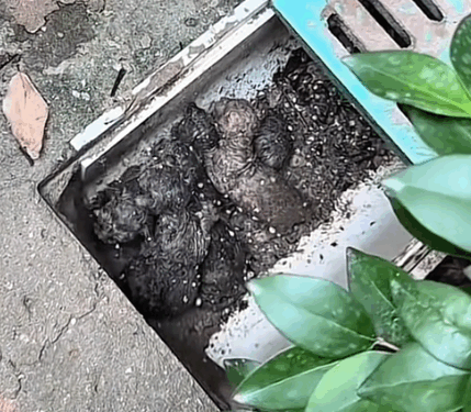 Part2. Animals Rescue #dogrescue #rescuedog #dogsofttiktok #foryoupage #foryou #dogs