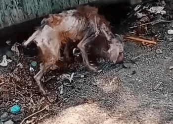 Part2.Animals Rescue #dogrescue #rescuedog #dogsofttiktok #foryoupage #foryou #dogs