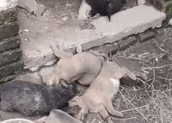 Part2.Animals Rescue #dogrescue #rescuedog #dogsofttiktok #foryoupage #foryou #dogs